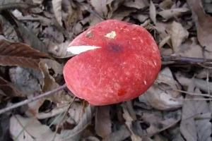 红菇的功效与作用及禁忌 正红菇的营养价值