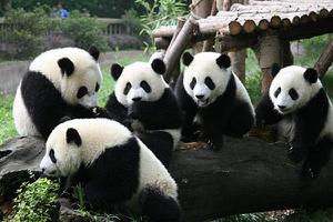 熊猫有尾巴吗 熊猫为什么不怕摔