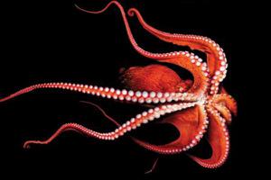 章鱼的吸盘有什么作用 章鱼吸盘的吸力有多大