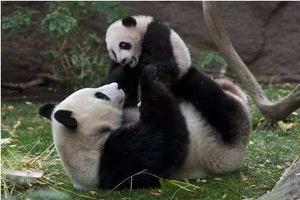 大熊猫和小熊猫的区别是什么