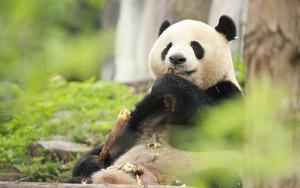 熊猫是熊还是猫 大熊猫属于什么目