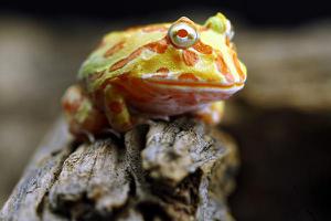 角蛙吃什么 角蛙怎么分辨公母