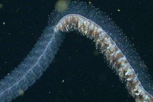 管水母特点介绍 巨型管水母为什么会爆炸