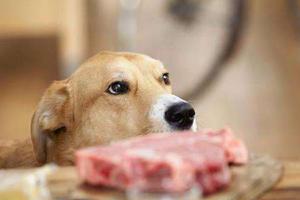 狗会吃狗肉吗 狗吃狗肉的后果是什么