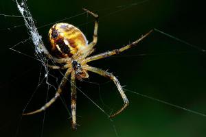 蜘蛛寿命有多长时间 蜘蛛能吃吗