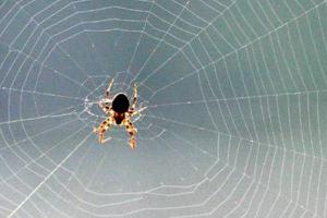 家里有大蜘蛛怎么处理 家里的黑色大蜘蛛有毒吗