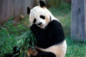 <span style='color:red;'>大熊猫为什么是国宝</span> 熊猫只有中国有吗