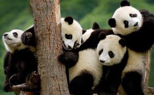大<span style='color:red;'>熊猫吃什么</span> 熊猫只吃竹子吗