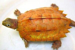 枫叶龟怎么养 枫叶龟不吃龟粮怎么办
