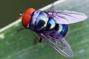 苍蝇怎么灭 苍蝇最怕什么 灭苍蝇最有效的方法