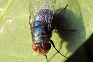 家里有大苍蝇预示什么 家里突然出现很多苍蝇是怎么回事