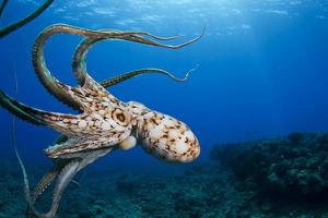 巨型章鱼真的存在吗 巨型章鱼有多大