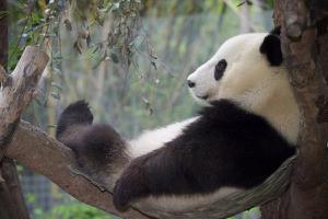 熊猫能活多久 熊猫古代叫什么