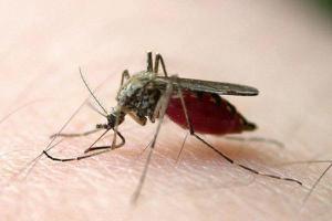 蚊子会传播什么病 蚊子有听觉吗