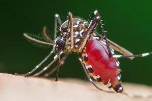 家里有蚊子怎么办 灭蚊子最有效的方法