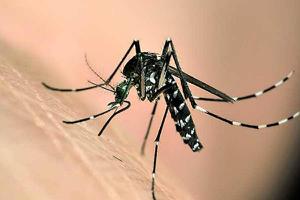 蚊子为什么在耳边转 蚊子吸血是为了什么