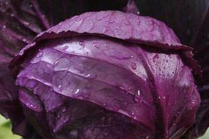 紫色的卷心菜叫什么 紫色卷心菜的家常做法