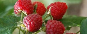 双季红树莓一年结几次果 双季红树莓的特点