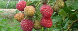 双季红树莓什么品种好 双季红树莓什么时候成熟（几月上市）