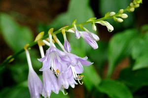 紫玉簪花语是什么 紫玉簪应用价值