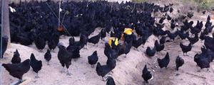 黑凤鸡、乌鸡、五黑鸡的区别分别是什么 吃黑凤鸡的好处