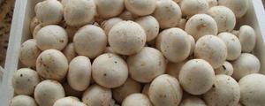 双孢菇和口蘑的区别是什么 双孢菇是口蘑吗