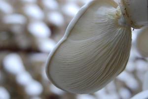 什么是白灵菇 白灵菇味苦正常吗