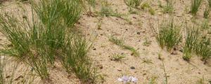 沙葱是几年生植物 野生沙葱几月上市