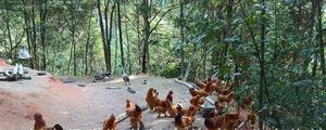 北京油鸡一年产蛋多少