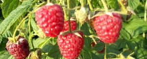 树莓的种类有哪些？8种常见树莓品种，南北方均可种植