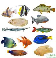 观赏鱼种类大全，海水型、热带、小型观赏鱼名字与图片