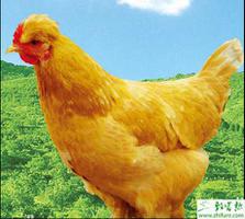 北京油鸡养殖方法技术、条件、优势