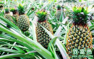 菠萝的营养价值及功效 菠萝为什么要用食用盐水浸泡