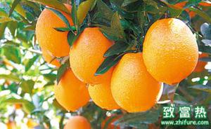 脐橙的营养价值和功效 如何挑选新鲜的脐橙