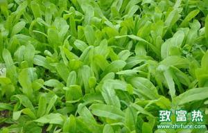 油麦菜的营养价值和功效 炒油麦菜需要注意什么