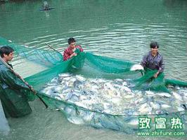 池塘养鱼注意氨氮中毒