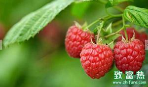 树莓的营养价值和功效 树莓果酱的做法