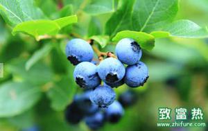 蓝莓的营养价值和功效 蓝莓的储存方法