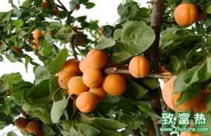 杏树以及果实的营养价值和功效