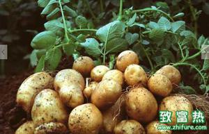 土豆的营养价值和作用 女人吃土豆的好处