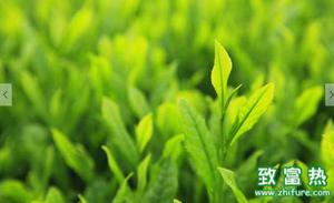 茶叶的品质鉴别 新茶和陈茶的分辨方法