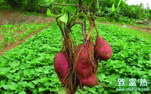 红薯的营养价值和功效 红薯粥的做法