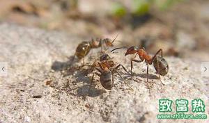 蚂蚁可以吃吗 白蚁是蚂蚁吗