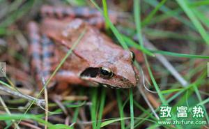 食用林蛙油会变胖吗 林蛙油适合小朋友吃吗