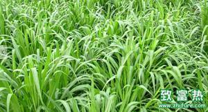 黑麦草适合什么样的生长环境 黑麦草的病虫防害