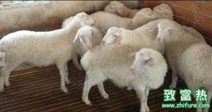 湖羊与绵羊有什么区别 湖羊毛和皮的作用