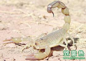 蝎子的营养价值和功效 蝎子的食用禁忌