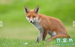 狐狸属于国家保护动物吗 狐狸皮的用处