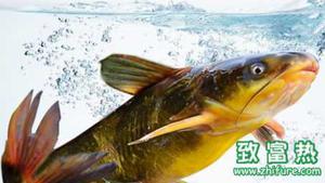黄颡鱼的营养价值和功效 哪些人适合食用黄颡鱼
