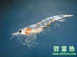 磷虾的营养价值 磷虾油有什么功效